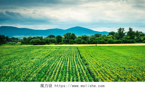 玉米和向日葵地段与山为背景的五彩缤纷的景象